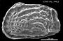 Genus indet. sp. indet.