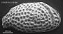 Genus indet. sp. indet.