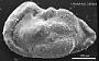 Genus indet. sp. indet.