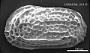 Genus indet. sp. indet.