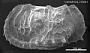 Genus indet. sp. indet.