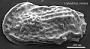 Genus indet. sp. indet.