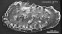 Genus indet. sp. indet.