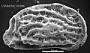 Genus indet. sp. indet.