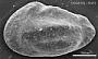 Genus indet. sp. indet.