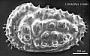 Genus indet. sp. indet.