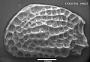 Genus indet. sp. indet.