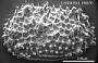 Genus indet. sp. indet.