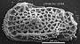 Genus indet. sp. indet.