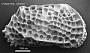 Genus indet. sp. indet.