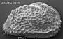 Genus indet. sp. indet.