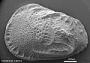 Genus indet. sp. indet.