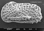 Genus indet. sp. indet.