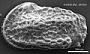 Genus indet. sp. indet.