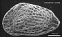 Genus indet. sp. indet.