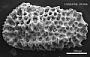 Genus indet. sp. indet.