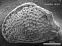 Genus indet. sp. indet.