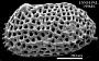 Genus indet. sp. indet.