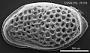 Genus indet. sp. indet.