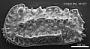 Genus indet. sp. indet.