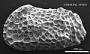 Genus indet. sp. indet.