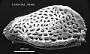 Genus indet. sp. indet.