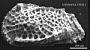 Genus indet. sp. indet.