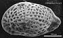 Genus indet. sp. indet.