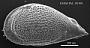 Genus indet. sp. indet.