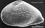 Genus indet. sp. indet.