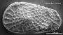 Genus indet. sp. indet.