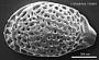 Genus indet. sp. indet.