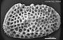 Genus indet. sp. indet.