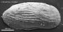 Genus indet. sp. indet.