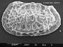 Genus indet. sp. indet.