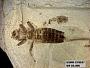 Genus sp