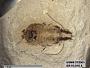 Genus sp