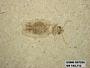Genus sp