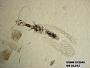Genus sp