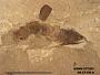 Genus sp