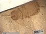 Genus sp