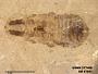 Genus sp