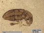 Genus sp
