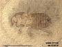 Genus sp