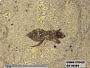Genus sp
