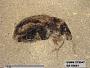 Genus sp