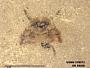 Genus sp