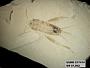 Genus sp