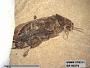 Genus sp