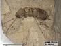 Genus sp
